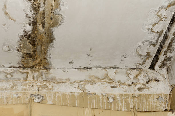 Best Mold Documentation for Insurance Claims  in Topeka, KS